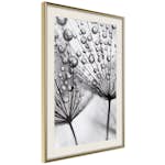 Poster Artgeist Affisch Morning Dew