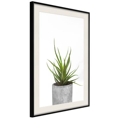 Poster Artgeist Affisch Haworthia