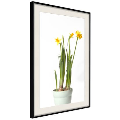 Poster Artgeist Affisch Narcissus