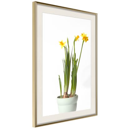 Poster Artgeist Affisch Narcissus