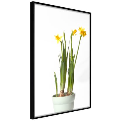 Poster Artgeist Affisch Narcissus
