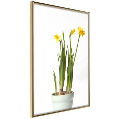 Poster Artgeist Affisch Narcissus