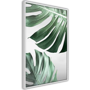 Poster Artgeist Affisch Monstera Leaves