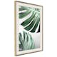 Poster Artgeist Affisch Monstera Leaves