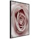 Poster Artgeist Affisch Pastel Rose
