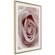 Poster Artgeist Affisch Pastel Rose