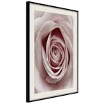 Poster Artgeist Affisch Pastel Rose