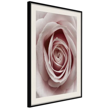 Poster Artgeist Affisch Pastel Rose