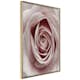 Poster Artgeist Affisch Pastel Rose