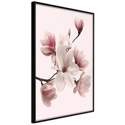 Poster Artgeist Affisch Delicate Magnolias