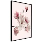 Poster Artgeist Affisch Delicate Magnolias