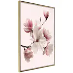 Poster Artgeist Affisch Delicate Magnolias
