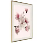 Poster Artgeist Affisch Delicate Magnolias