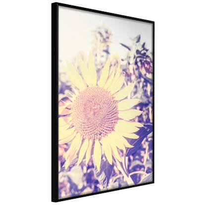 Poster Artgeist Affisch Sunflower