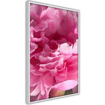 Poster Artgeist Affisch Beautiful Peonies