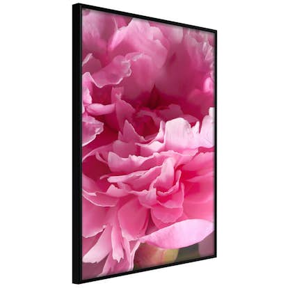 Poster Artgeist Affisch Beautiful Peonies