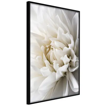 Poster Artgeist Affisch White Dahlia