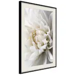 Poster Artgeist Affisch White Dahlia