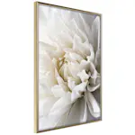 Poster Artgeist Affisch White Dahlia