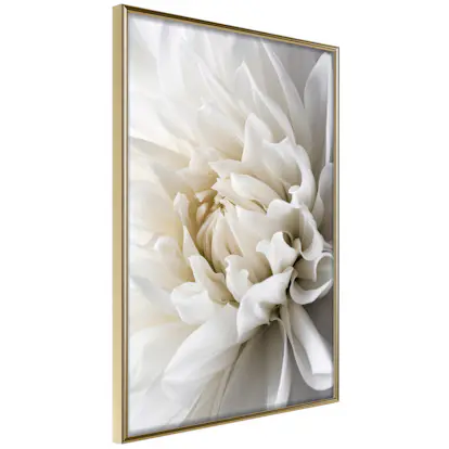 Poster Artgeist Affisch White Dahlia