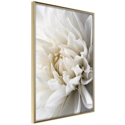 Poster Artgeist Affisch White Dahlia
