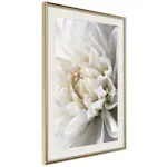 Poster Artgeist Affisch White Dahlia