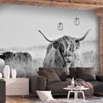 Fototapet Arkiio Highland Cattle Självhäftande