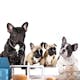 Fototapet Arkiio French Dogs