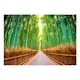 Fototapet Arkiio Självhäftande Bamboo Forest