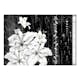 Fototapet Arkiio Crying Lilies