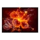 Fototapet Arkiio Fiery Flower
