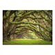 Fototapet Arkiio Tree Embrace