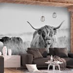 Fototapet Arkiio Highland Cattle