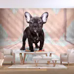 Fototapet Arkiio French Bulldog
