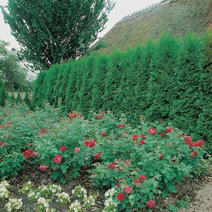 Planta Ädeltuja Omnia Garden Smaragd 50-70 cm