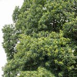 Prydnadsträd Äkta Kastanj Omnia Garden 100-125 cm