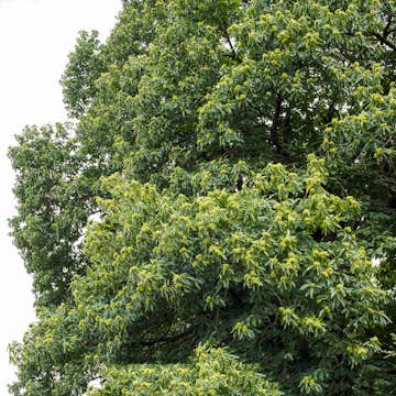 Prydnadsträd Äkta Kastanj Omnia Garden 100-125 cm