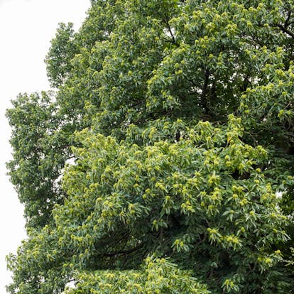 Prydnadsträd Äkta Kastanj Omnia Garden 100-125 cm