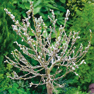 Prydnadsträd Omnia Garden Alpvide - Salix Helvetica SH 80-100 cm