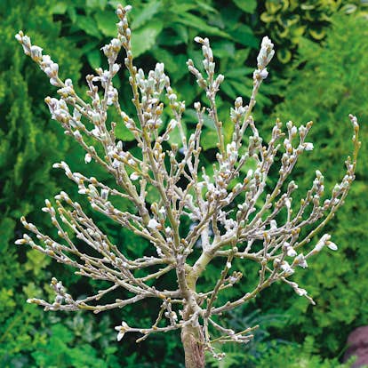 Prydnadsträd Omnia Garden Alpvide - Salix Helvetica SH 80-100 cm