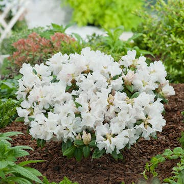Rhododendron Amerikansk Alpros Omnia Garden Dora Amateis 25-30 cm