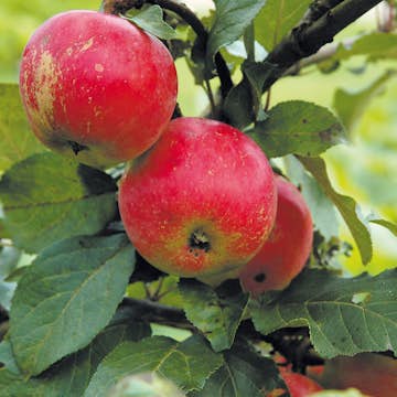 Äppelträd Omnia Garden Alice