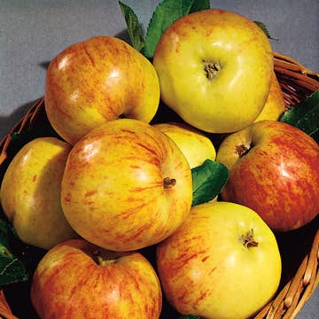 Äppelträd Omnia Garden Gravensteiner E