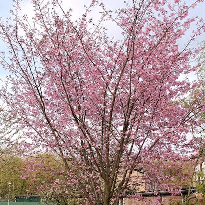 Prydnadsträd Bergkörsbär Omnia Garden 150-200 cm