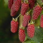 Buske Björnbärshallon Omnia Garden 60-80 cm