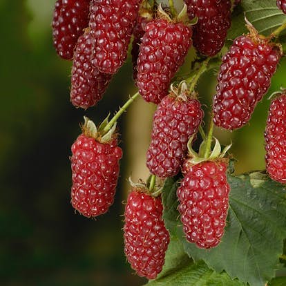 Buske Björnbärshallon Omnia Garden 60-80 cm