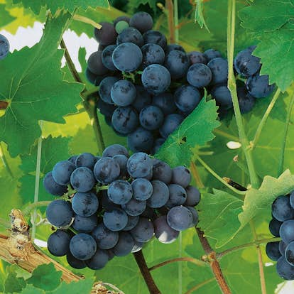 Ranka Blå Vindruvor Omnia Garden 30-50 cm