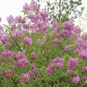 Prydnadsbuske Omnia Garden Bondsyrén