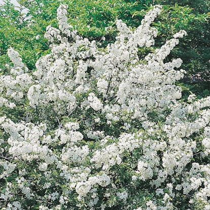 Häck Omnia Garden Bukettapel 30-50 cm