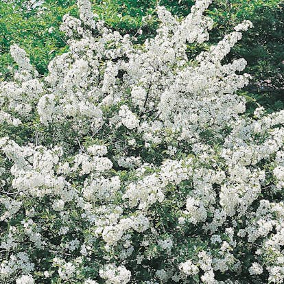 Prydnadsbuske Omnia Garden Bukettapel